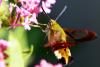 Hemaris fuciformis